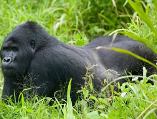 Silverback Gorilla Tour in Uganda