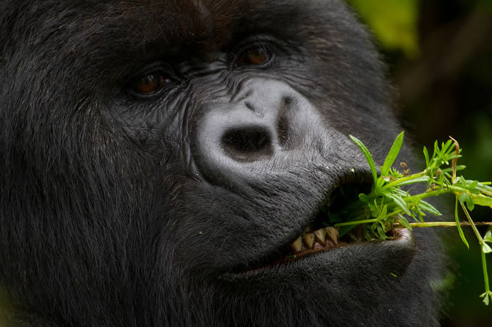 bwindi gorilla trekking