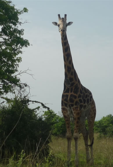 Uganda Safari