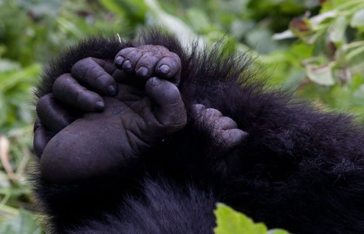 bwindi gorilla trekking